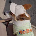 Adjustable pet baseball cap with ear holes for small dogs on beach - S (Neck 30-33.5CM) / Apricot