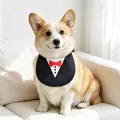 Bavaglino per cani stile smoking su un Corgi, perfetto per occasioni formali - Taglia S / Nero