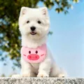 Simpatico bavaglino per animali maialino rosa indossato da un Westie bianco all'aperto - Taglia S / Maialino Rosa