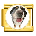 Detailansicht eines goldenen Italian Charm Glieds mit Berner Sennenhund Fotoporträt - Berner Sennenhund (ICP-JRAA0004-2)