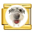 Nahaufnahme eines goldenen Edelstahl-Moduls mit einem süßen Hundefoto-Einsatz - Terrier (ICP-JRAA0009-2)