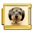 Maillon de bracelet italien en acier doré avec motif mignon de chien Schnauzer - Schnauzer - Or / 1 Pièce