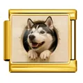 Maillon de charme italien doré avec portrait de chien husky mignon en acier inoxydable - Husky - Or / 1 Pièce