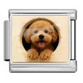 Breloque de bracelet italien modulaire en acier inoxydable avec photo de caniche. - Teddy - Argent / 1 Pièce