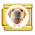 Goldener Edelstahl-Charm für italienische Armbänder mit einem süßen Labrador-Hunde-Motiv - Golden Retriever (ICP-JRAA0007-2)