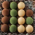 8cm velvet flocked Christmas ornaments in earthy tones of brown, green and beige. - 16 Pieces Pack / Multicolor