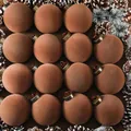 Set of 16 elegant brown 8cm velvet flocked Christmas ball ornaments for holiday trees - Set of 12 / Brown