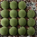 8cm olive green velvet flocked Christmas balls for festive holiday tree decoration - 16 Pieces Pack / Green