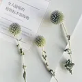 Natural dried globe thistle stems for DIY herbarium and floral home decor arrangements - Echinops (Blue Planet) 3 Stems (Approx. 15cm Long)