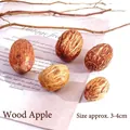 Natural dried Cerbera odollam mango fruits for DIY floral decor, size 3-4cm pieces - Sea Mango Seeds (5 Pieces/Pack)