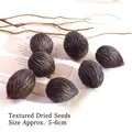 Natural dried Wodyetia seeds approx 5-6cm for Christmas DIY decor - Thousand Stripe Fruit (1 Piece)