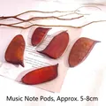 Natural dried musical note beans about 5-8cm for DIY crafts and floral decoration - 3 Note Pods