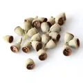 Natural dried eucalyptus gumnuts for DIY Christmas crafts and flower arrangements. - 10 Fortune Fruit Pods