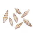 Set of 6 natural conch shell pendants with gold plated edges for DIY jewelry making - Turret Snail (E120)