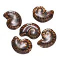 Cuentas de cerámica marrón esmaltadas con forma de nautilo para hacer joyas artesanales DIY - Estilo 06 (Forma de nautilo)
