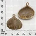 Acrylic scallop shell pendant charm for DIY crafts shown on measurement grid board - Acrylic Shell (17278) / 1 Piece (26x27mm) / Creamy Marble