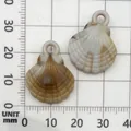 Pair of brown and white acrylic scallop shell pendants for DIY jewelry and decor - Acrylic Shell (17282) / 1 Piece (18x23mm) / Creamy Marble