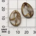 Detailed acrylic cowrie shell bead for DIY crafts and micro landscape decoration - Conch Shape (17276) / 1 Piece (13x18mm) / Creamy White with Brown Texture