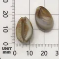 Acrylic cowrie shell bead in 15mm size for DIY micro-landscape and wind chime decoration. - Conch Shape (17275) / 1 Piece (12x18mm) / Creamy White with Brown Texture