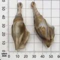 Acrylic snail shell charm pendants for DIY micro landscape and wind chime accessories - Acrylic Conch (17293) / 1 Piece (21x57mm) / Creamy Marble