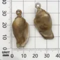 Acrylic marbled shell pendant with hanging loop shown on measurement grid scale - Conch Shape (17283) / 1 Piece (15x32mm) / Creamy White with Brown Texture