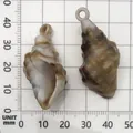Two brown and white acrylic conch shell pendants shown on a millimeter grid scale - Acrylic Conch (17288) / 1 Piece (20x41mm) / Brown And White Texture