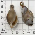 Acrylic shell-shaped pendants for DIY crafts, shown with measurement scale - Acrylic Conch (17292) / 1 Piece (21x44mm) / Brown And White Texture