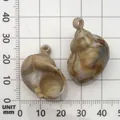 Acrylic brown and white swirl conch seashell charm on measurement grid for DIY decor - Conch Shape (17286) / 1 Piece (21x31mm) / Creamy White with Brown Texture