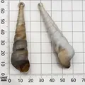 Set of two acrylic spiral conch shell pendants on a millimeter measurement grid - Conch Shape (17291) / 1 Piece (17x68mm) / Creamy White with Brown Texture