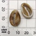 Brown and white acrylic cowrie shell beads for DIY crafts and decor - Acrylic Shell (17277) / 1 Piece (13x18mm) / Creamy Marble