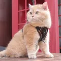 Braunes, atmungsaktives Katzen-Geschirr mit Reflektorstreifen für Sicherheit im Freien - S / Kaffeebraun