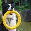 Anneau de jeu durable en mousse EVA jaune pour chien, idéal pour l'entraînement - Grand Anneau d'Entraînement / 29cm / Jaune
