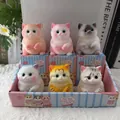 Vista dettagliata di sei colorati gatti paffuti antistress nelle loro scatole regalo rosa e blu - Imballaggio in scatola / Gatto Blu (Taglia Piccola)