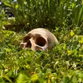 Realistisches verwittertes Gartenschädel-Dekor im grünen Gras für Halloween - Garten Totenkopf