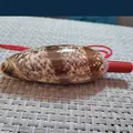 Natürliche Seeschnecke Pfeife Spielzeug mit rotem Mundstück und Schnur - Feen-Schneckenhorn / 1 Stück (9-11cm)