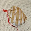 Natürliche Muschelpfeife Variante mit rotem Mundstück und Band für Kinder Spielzeug - Chinesische Tonna-Schnecke / 1 Stück (9-12cm)