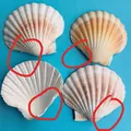 Natürliche bunte Jakobsmuscheln für Aquarium Deko und Basteln auf blauem Grund - Mangelhafter Stil / 9-12cm