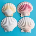 Bunte natürliche Jakobsmuscheln Set für DIY Bastelarbeiten, Aquarien und Dekoration - Gemusterter Stil / 9-11cm