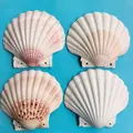 Set mit vier natürlichen farbigen Jakobsmuscheln für DIY-Handwerk und Aquariendeko - Doppelloch-Stil / 10-11cm