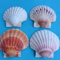 Natürliche 9-11 cm bunte Jakobsmuscheln mit 3 mm Bohrung für DIY-Bastelarbeiten - Einloch-Stil / 9-11cm