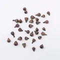 Eucalyptus Nut (PJ-412-1)