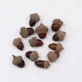 Acorn (PJ-412-1)