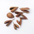 Pear Fruit (PJ-412-1)