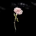 Elegant pink carnation flower brooch with gold and green metallic stem on black background - Pink Carnation