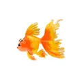 Elegant orange enamel goldfish brooch with flowing yellow fins and glossy finish - Orange Yellow Gradient (B2-4-5153)