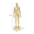 Female anatomical muscle model for art and CG teaching, measuring 28.5cm in height - Gold Anatomical Structure Style (B285)