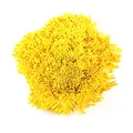 Makroaufnahme von gelben 1mm Perl-Blütenstempeln für die Gestaltung künstlicher Blumen. - 1 Bündel / Ca. 4000 Stück / Dunkelgelb