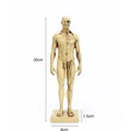 30 cm anatomisch spier- en skeletmodel voor kunst- en beeldhouwles - Menselijk Anatomisch Structuurmodel (B283)