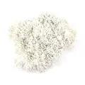 Hochwertige 1mm weiße perlmuttfarbene Gips-Blütenstempel für DIY künstliche Blumen - 1 Bündel / Ca. 4000 Stück / Weiß