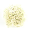 Hochwertige 1mm cremefarbene Perl-Blütenstempel für DIY Kunstblumen und Fondant-Deko - 1 Bündel / Ca. 4000 Stück / Creme